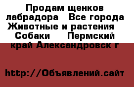 Продам щенков лабрадора - Все города Животные и растения » Собаки   . Пермский край,Александровск г.